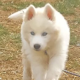 Siberian Huskies from Whispering Acres