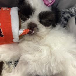 Shih Tzu Puppies from Wood Foo Breeders