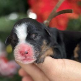 Santa helper - male brown collar - Tri-color male Bernedoodle puppy in Yuciapa, California from AlltheDoodlez_