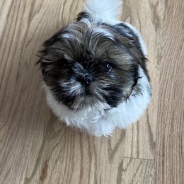 Shih Tzu Puppies from GiGi’s Little Tzu