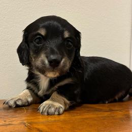 Fir - Black and cream male Dachshund puppy in Dobson, North Carolina from Oakleys Dachshund Haven