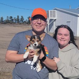 Grogu - Black and tan male Pembroke Welsh Corgi puppy in Cherokee, Oklahoma from MCS Farms-OK