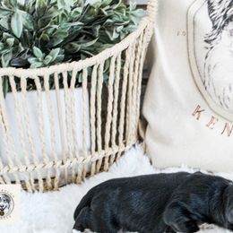 Miniature Australian Shepherd Puppies from Yarborough Kennels