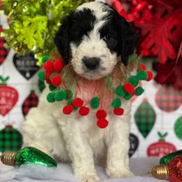 Petal - Black female Goldendoodle puppy in Tennessee from Middle Tennessee Golden Doodles