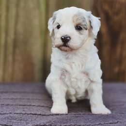 Pearl Whimsy - Blue merle female Aussiedoodle puppy in Centreville, Mississippi from Trin's Designer Doodles