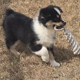 Boy 6 - male Australian Shepherd puppy in Lakeland, Florida from Diamond P Australian Shepherds