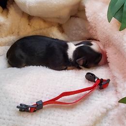 Miniature Australian Shepherd Puppies from Barnyard Mini Aussies