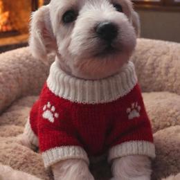 Green Collar Male - White male Miniature Schnauzer puppy in Sacramento, California from Hardcastle Family Schnauzer’s