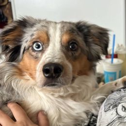 Australian Shepherd and Pomeranian All Grown Up from Willamette Valley Aussies
