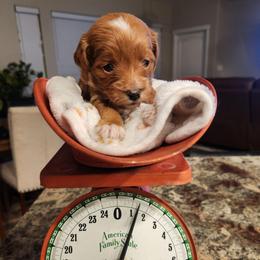 Ore - Red  male Goldendoodle puppy in Grand Junction, Colorado from QP Doodles