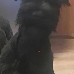 Teal Puppy - Black female Giant Schnauzer puppy in New Bloomfield, Missouri from Liberty Giant Schnauzers