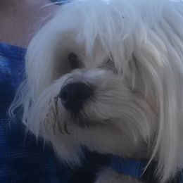 Maltese from Jolene's Maltese