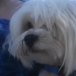 Maltese from Jolene's Maltese