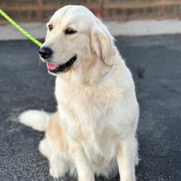 Luna - Golden Retriever