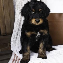 Red Collar Boy - Black Assorted Doodle Crosses puppy in Hebron, Indiana from Duneland Doodles