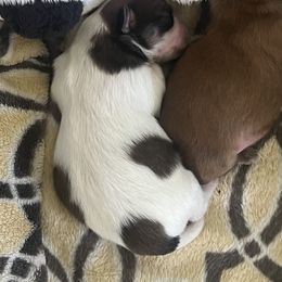 Brindle Male 1 - Brindle male Shih Tzu puppy in Boaz, Alabama from Furever Family