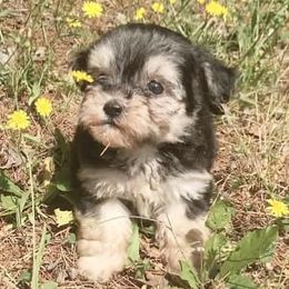 Havanese from Washington Havanese