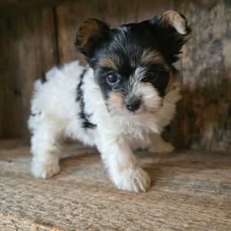 Lily - Parti female Yorkshire Terrier puppy in Mountain Grove, Missouri from Precious Puppies