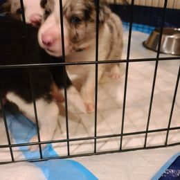 Border Collie Puppies from Sherry's Border Collies