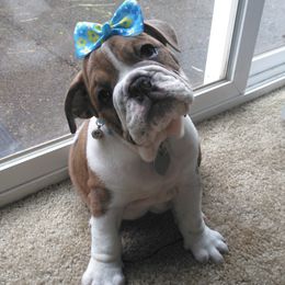 Bulldogs from Loyalty Oregon