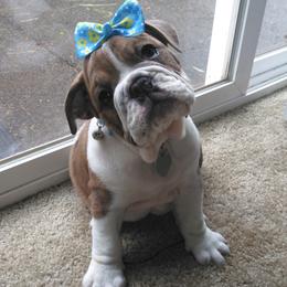 Bulldogs from Loyalty Oregon