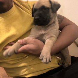 Mastiff Puppies from FrontlineK9 Boarding & Training LLC