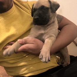 Mastiff Puppies from FrontlineK9 Boarding & Training LLC