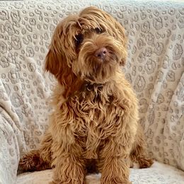 Cooper - Australian Labradoodle