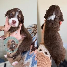 Clarice - Tri-color female Bernedoodle puppy in Marion, Ohio from Doodles & Doxies