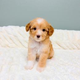Honey Crisp Cider 'Honey' - Red  female Goldendoodle puppy in Springfield, Ohio from Dawson & Daryn's Royal Companions