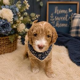 Sawyer Brooks - Cream male Goldendoodle puppy in Valdosta, Georgia from Designer Doodles of South GA