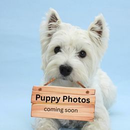 Pink - White female West Highland White Terrier puppy in Kuna, Idaho from Treasure Valley Idaho Westies