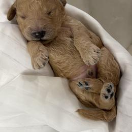 Goldendoodle Puppies from Cozy Creek Doodles