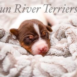 Girl 1 - White and chocolate female Rat Terrier puppy in Allegan, Michigan from Gun River Terriers