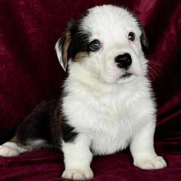 Boy 4 - Black and white male Cardigan Welsh Corgi puppy in Huntington Beach, California from Gingerbread