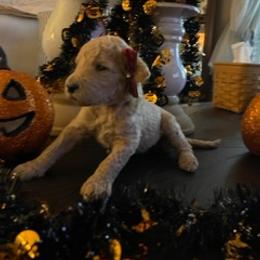 Goldendoodle Puppies from Da Ruba Doodles