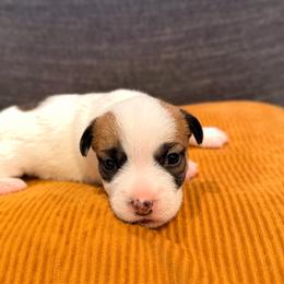Nash - White and tan male Russell Terrier puppy in Valley Mills, Texas from Bar Rafter C Shorty Jacks
