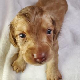 Cooper - Cream male Dachshund puppy in Mountain Grove, Missouri from Callaway Country Dachshunds