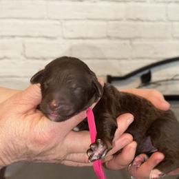 Jasmine - Phantom female Poodle puppy in Prosperity, Pennsylvania from Stelladoodles & Company