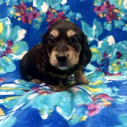 Prancer - traveling to North Carolina for delivery - Black and cream male Dachshund puppy in Biloxi, Mississippi from Southern Doxies Ms