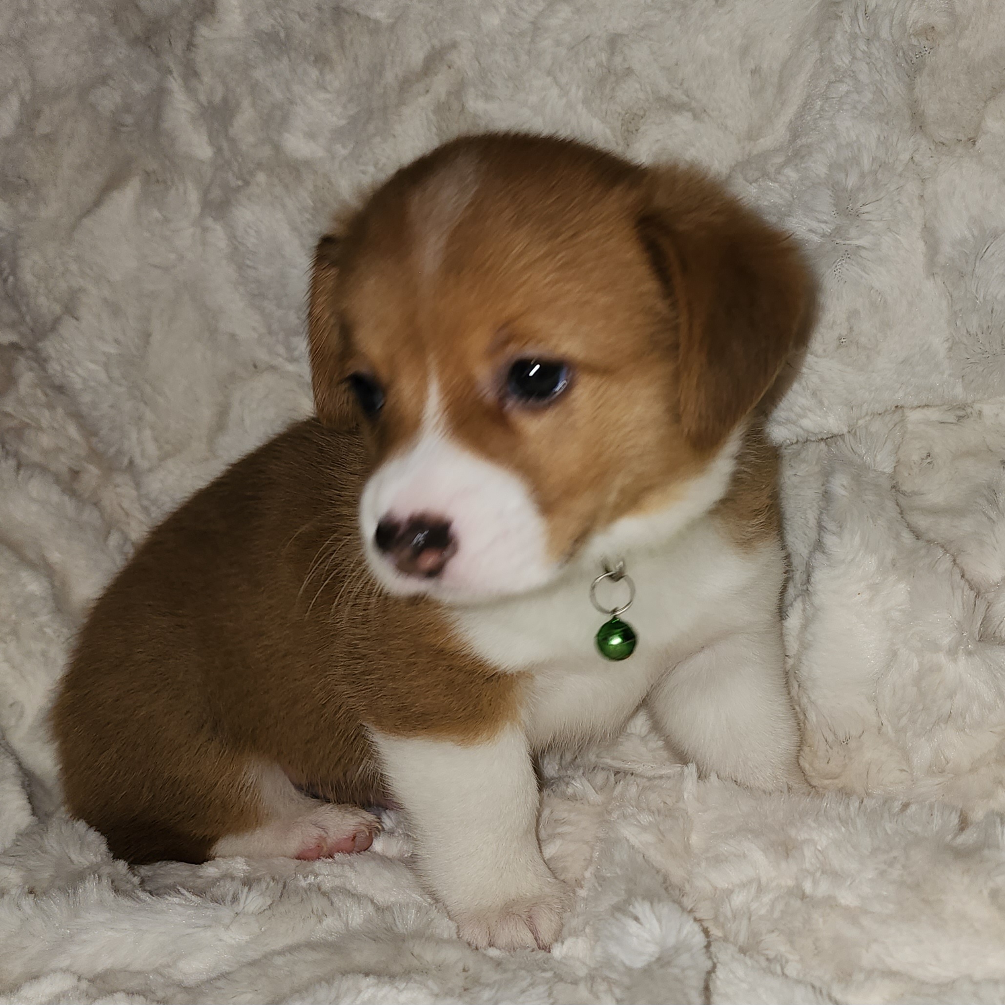 Pembroke Welsh Corgi Puppies from Tiny Titans K9