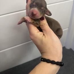 Rudolf - Chocolate and tan male Dachshund puppy in Oklahoma City, Oklahoma from Barrett’s Doxie Farm