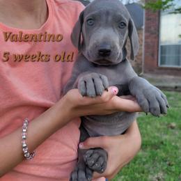 Valentino - Blue Male - Blue male Weimaraner puppy in Kingwood, Texas from Desert Rose Weimaraners