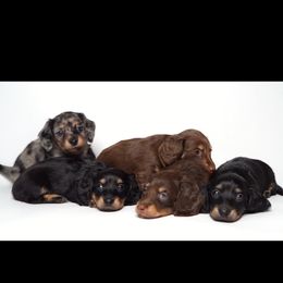 Dachshund puppies from Liberty Acres OK