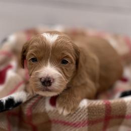 Hazel - Red  female Goldendoodle puppy in Kansas City, Kansas from Bella & Ivy’s Mini Goldendoodles of KC