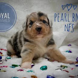 Pearl - Blue merle female Australian Shepherd puppy in Petersburg, Indiana from Royal Aussie’s
