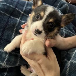 Buddy - White and black male Pembroke Welsh Corgi puppy in New Waverly, Texas from Corgie & Cream Paradise