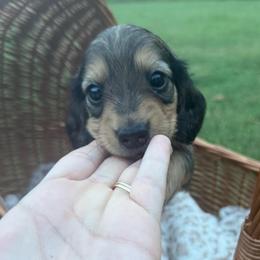 Boone - Cream male Dachshund puppy in Ecru, Mississippi from Toddy Kennels