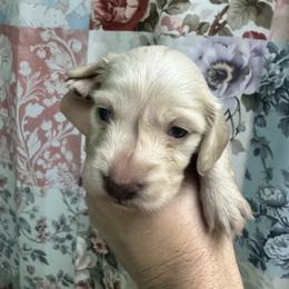 Olaf - Cream male Dachshund puppy in Chicago, Illinois from A&M Dachshund Den
