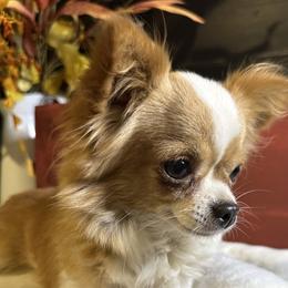 Peaches - Chihuahua